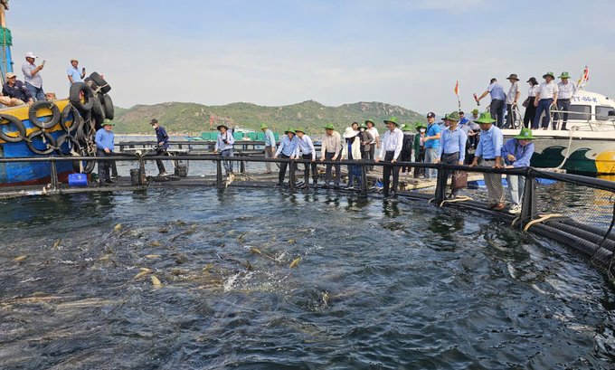 Khanh Hoa province successfully piloted high-tech marine farming in the open sea area of ​​Cam Ranh. Photo: KS.