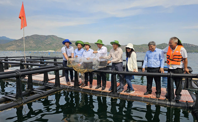 Khanh Hoa province has issued a plan to replicate the pilot model of high-tech marine farming. Photo: KS.