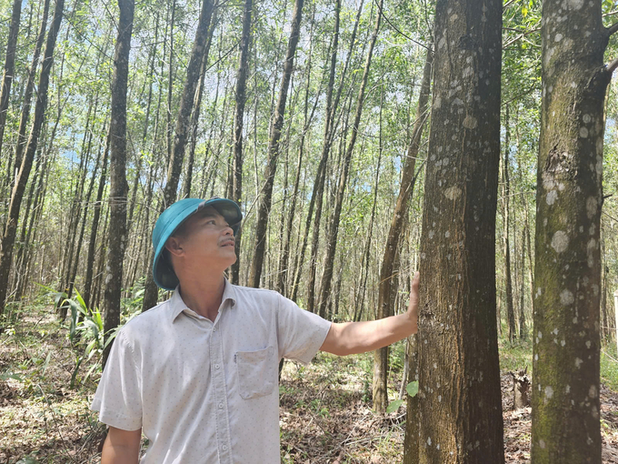 Ông Trần Văn Thuận: 'Rừng gỗ lớn mang lại nguồn lợi lớn cho người trồng rừng'. Ảnh: T. Đức.