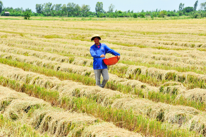 After each harvest, farmers leave a significant amount of rice straw on the fields. Photo: Le Hoang Vu.