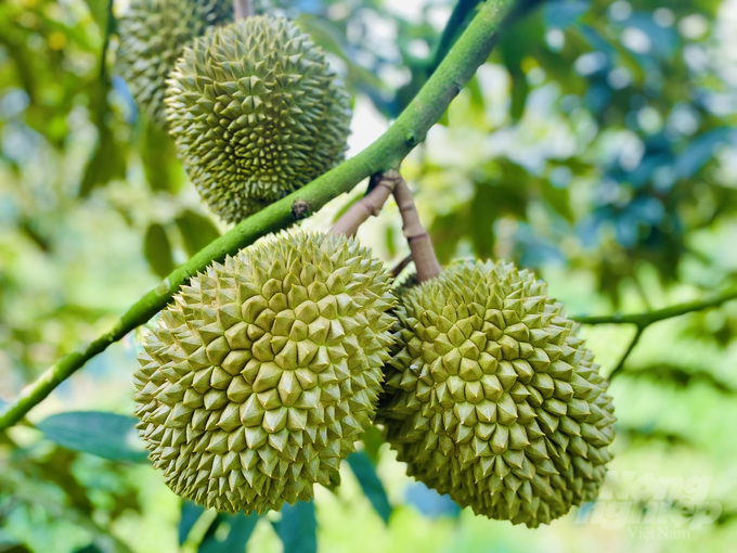 Can Tho City has 25,600 hectares of fruit trees, with an annual output of 223,250 tons. Photo: Le Hoang Vu.