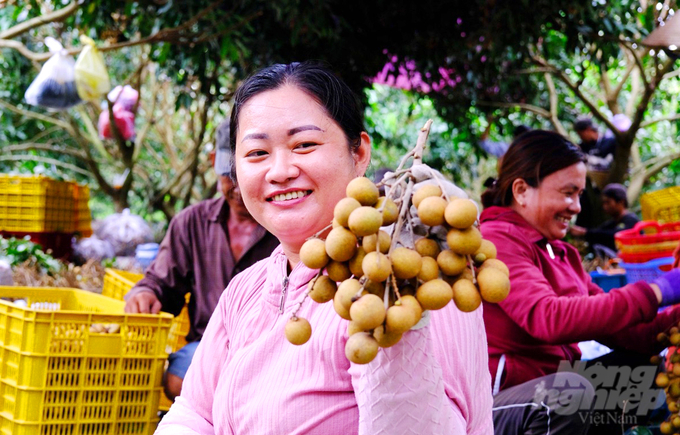 Can Tho City currently has 9 types of fruit trees with a planting area of ​​1,200-4,500 hectares, focusing on specialized cultivation, high quality, safety, and meeting VietGAP standards. Photo: Le Hoang Vu.