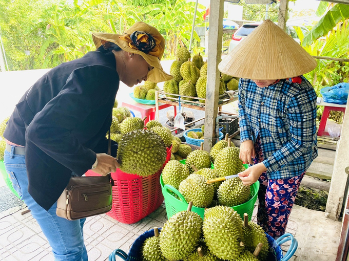 In recent years, the area of ​​fruit trees in Can Tho City has continuously increased and currently reaches over 25,600 hectares, with an annual fruit output of 223,250 tons. Photo: Le Hoang Vu.