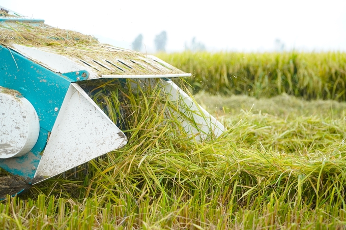 Rice cultivation is one of the agricultural production activities that generates a significant amount of greenhouse gas emissions. Photo: Kim Anh.