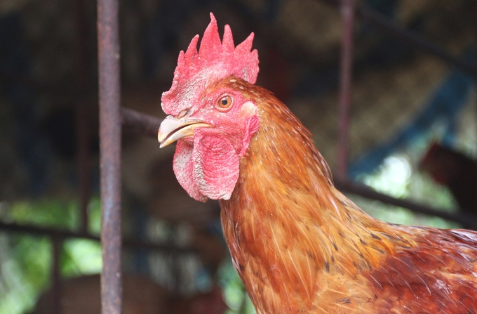 Many experiences and techniques in raising chickens have been transferred to the people. Photo: Pham Hieu.