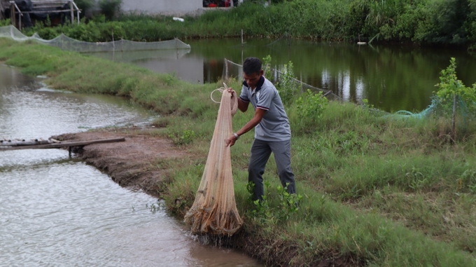 Nông dân nuôi tôm cho ăn thảo dược đang thu hoạch vụ đầu tiên. Ảnh: Hồ Thảo.