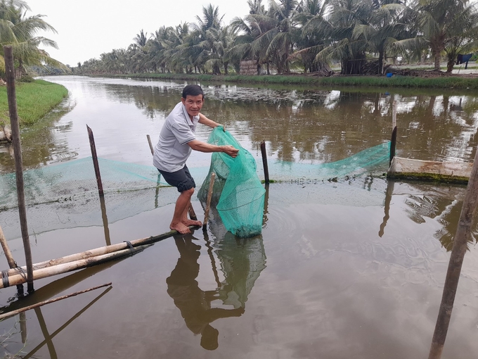 Nuôi tôm cho ăn thảo dược còn gia tăng giá trị bởi đủ điều kiện xuất khẩu. Ảnh: Hồ Thảo.