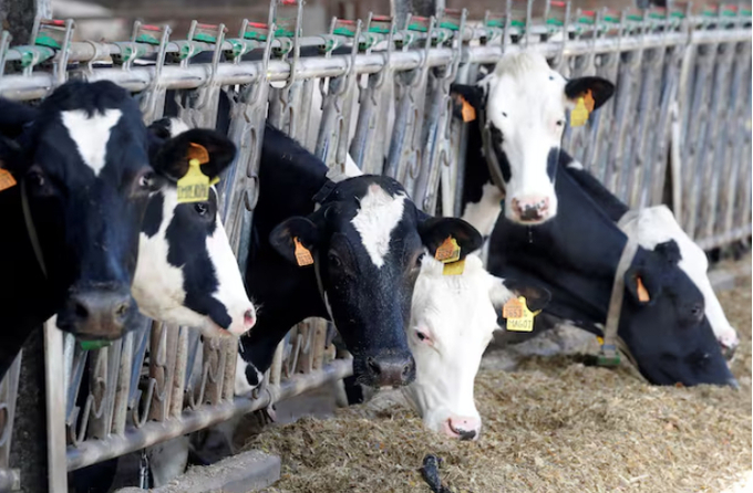 Cows eat at a dairy farm in Lizines, France, February 12, 2020. 