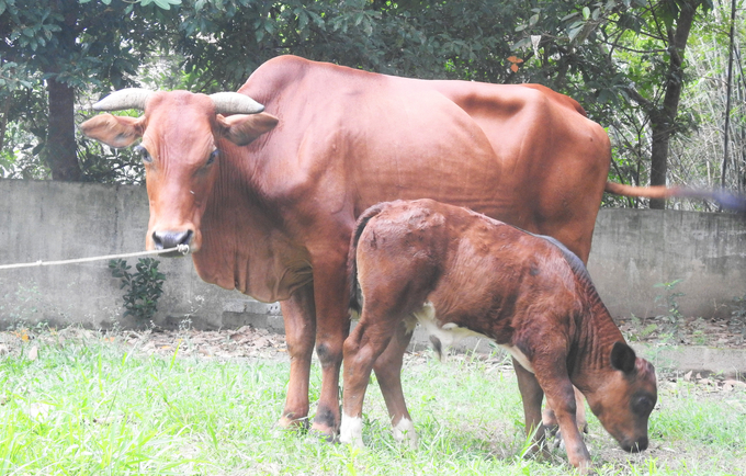 Ha Tinh’s recent situation of the FMD epidemic in cattle shows complicated developments. Photo: Thanh Nga.