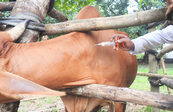 Ha Tinh People's Committee demands localities complete the second vaccination campaign in 2024 for livestock and poultry before October 30. Photo: Thanh Nga.