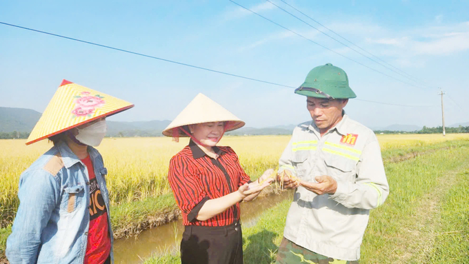 Chị Nguyễn Thị Xuân (đứng giữa) kiểm tra chất lượng lúa trên cánh đồng liên kết. Ảnh: T. Phùng.