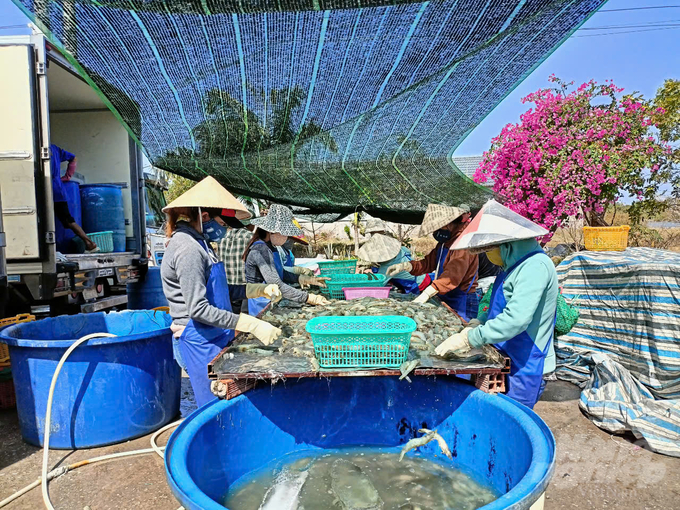 Shrimp products raised using biological methods without antibiotics are favored by consumers for their safety and high quality. Photo: Trong Linh.