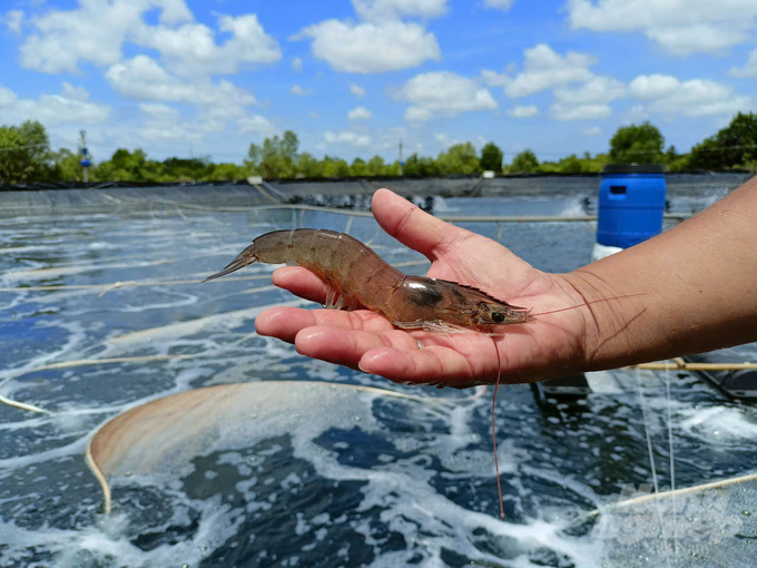 Herbal medicine helps improve the digestion and nutrient absorption of shrimp, which in turn promotes better growth and enhances meat quality. Photo: Trong Linh.