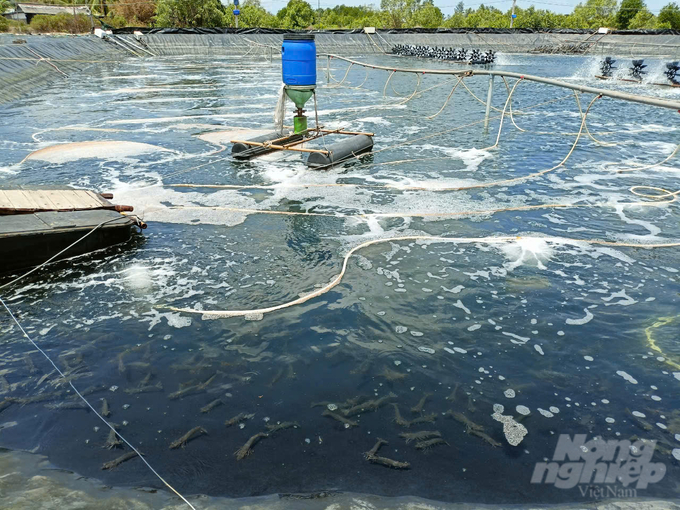 The high-tech shrimp farming model of Mr. Nguyen Thanh Binh. Photo: Trong Linh.