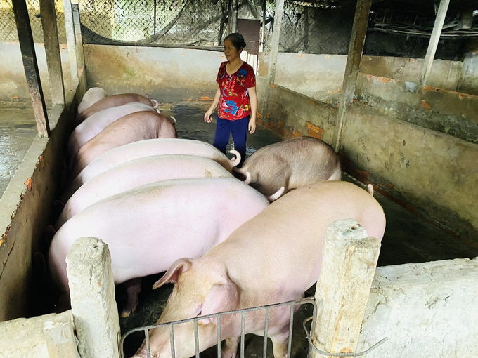 Mô hình chăn nuôi heo của anh Toản cho hiệu quả cao, bằng cách thu gom cơm, cháo, cá thịt thừa từ các nhà hàng, quán ăn mang về nấu lại để làm thức ăn cho heo. Ảnh: Lê Hoàng Vũ.