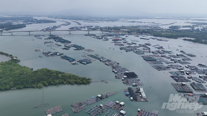 'Oyster island' and Long Son caged fish. Photo: Le Binh.