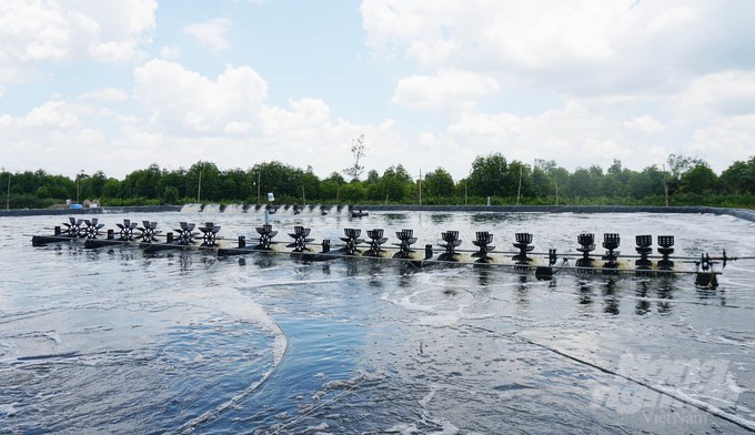 Many individuals and cooperatives in Dong Nai province are investing methodically in whiteleg shrimp farming. Photo: Le Binh.