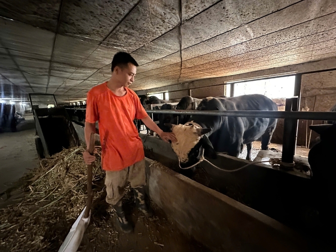 Workers check the amount of feed and the health of the cows every day. Photo: Duc Binh.