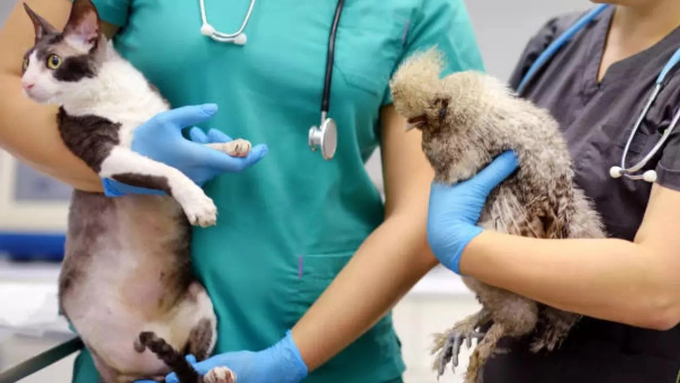 Researchers test cats and birds at a Texas dairy farm. Photo: iStock.