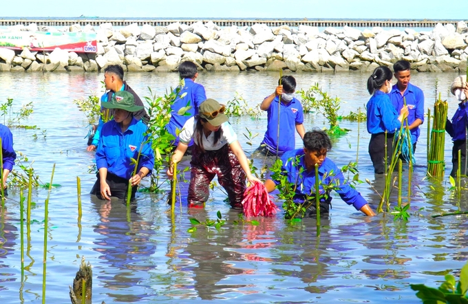 Young union members participated in planting trees to create coastal land in the western sea area of Khanh Binh Tay Commune. Photo: Trung Dung.