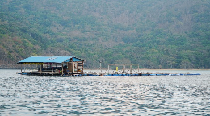 Currently, Ba Ria-Vung Tau has six marine farming households in Con Dao with a total area of 2 hectares. Photo: Le Binh.