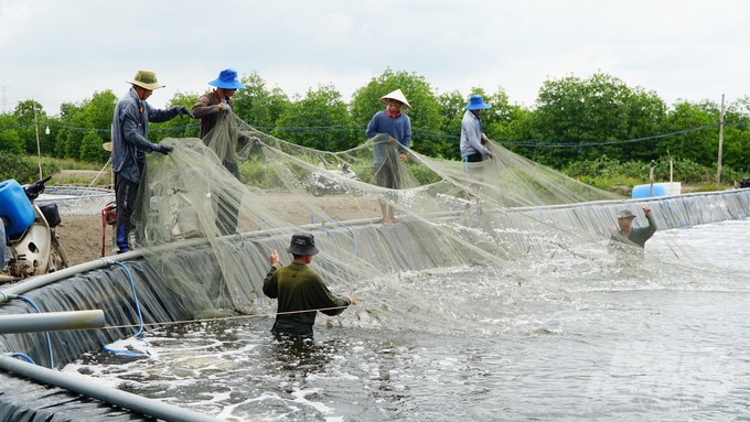 Shrimp farming model according to VietGAP standards in Phuoc An commune, Nhon Trach district. Photo: Le Binh.