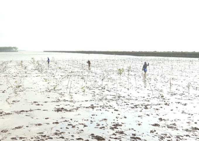 After invested in anti-erosion embankment and creating alluvial ground, coastal residents in Soc Trang are actively growing and restoring mangrove forest. Photo: Trung Chanh.