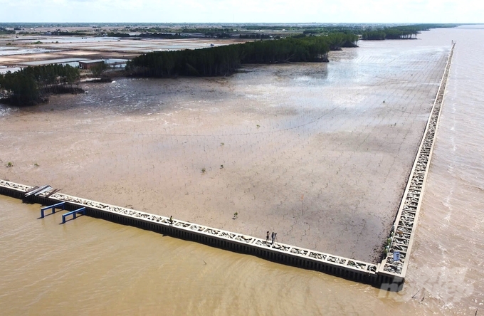 Anti-erosion embankment and accumulating alluvial ground efforts have helped Soc Trang agriculture restore coastal protection forest. Photo: Trung Chanh.