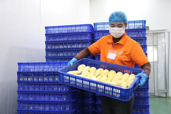 Freezing durian will help Vietnam transport products to northern localities of China with guaranteed quality. Photo: TL.