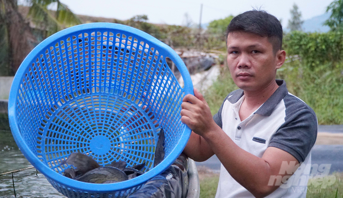 Với mô hình nuôi cá chạch lấu, anh Nguyễn Phúc Mến đang có được nguồn thu nhập cao mỗi năm, lại không quá vất vả. Ảnh: Lê Bình.