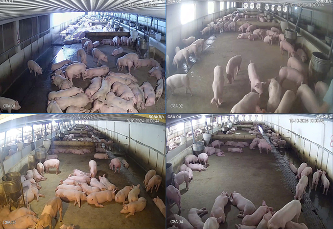 Nguyen Cong Bac sets up cameras at many angles to monitor the care process of the pigs. Photo: Duc Binh.