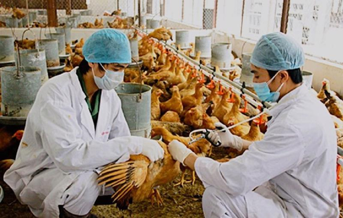 Vietnam announced a ban on the use of antibiotics to prevent disease in livestock farming from 2026. Photo: Tung Dinh.