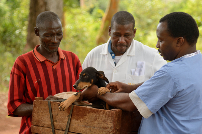 Kenyan working groups check the health of animals. Photo: WAP.