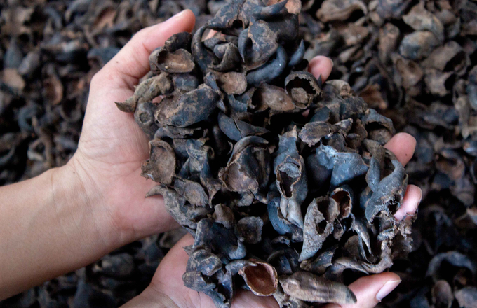 Organic growing medium made from water caltrop husks. Photo: Phuc An.