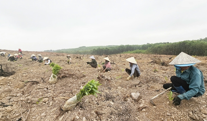 Forest planting season in 2024 in Bo Trach district (Quang Binh province). Photo: T. Phung.