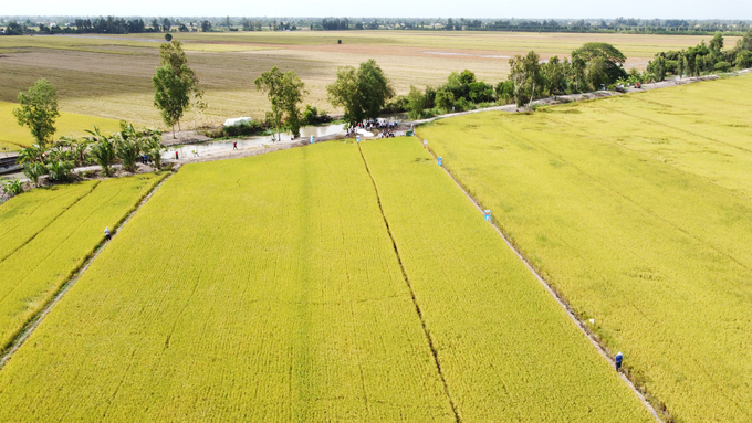 The rice industry contributes to enhancing Vietnam's position and reputation on the international stage. Photo: Kim Anh.