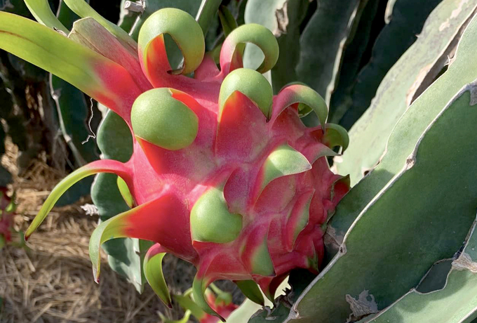 Dragon fruit, a major fruit exported to China. Photo: Nguyen Thuy.