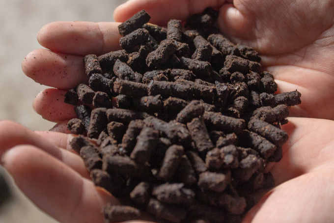 Compressed organic fertilizer pellets made from water caltrop husks. Photo: Phuc An.