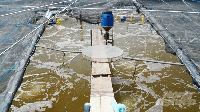 Whiteleg shrimp farming models are investing in synchronous farming techniques in canvas-lined ponds or steel-frame floating ponds with canvas lining, roofing, and raising in membrane houses. Photo: Le Binh.