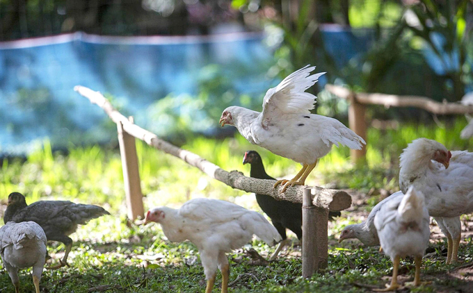 Chickens at Thepsiri farm under the Farm Champion project in Ubon Ratchathani, Thailand. Photo: WAP THAILAND.