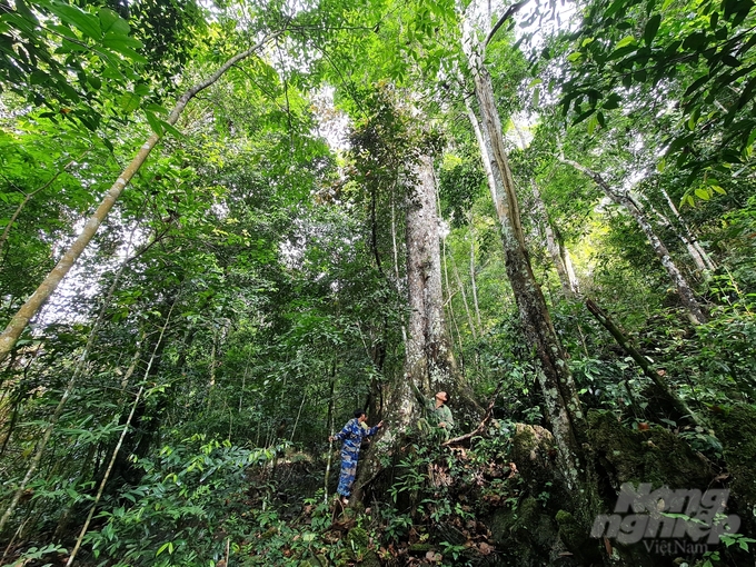 Tuyen Quang is one of the leading provinces in the country regarding forest coverage. Photo: Dao Thanh.