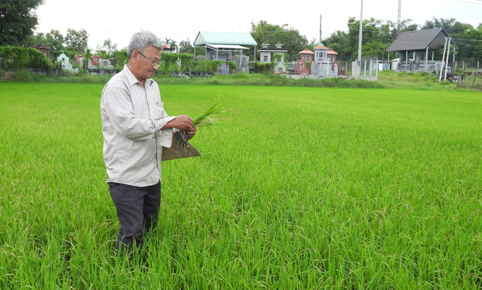 Những cánh đồng phát triển xanh tốt, sản xuất 3 vụ/năm nhờ nước từ trạm bơm. Ảnh: Trần Trung.