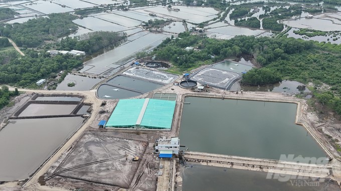 Shrimp farms are methodically invested with circulating water systems, which are both economical and safe for shrimp and do not pollute the environment. Photo: Le Binh.