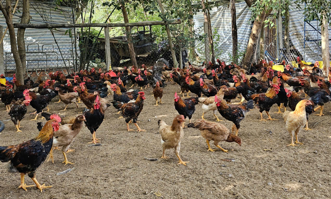 The Khanh Hoa Animal Husbandry and Veterinary Department has requested local authorities in Nha Trang and Ninh Hoa to strengthen close monitoring of the avian influenza situation among poultry. Photo: KS.