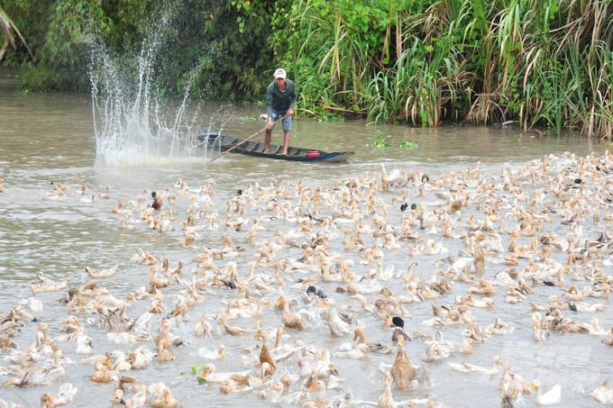 Đối với gia cầm, trong 9 tháng đầu năm toàn tỉnh An Giang đã tiêm vacxin cúm H5N1 cho 5,7 triệu con (đối với vịt 5,2 triệu con và gà 528.796 con). Ảnh: Lê Hoàng Vũ.