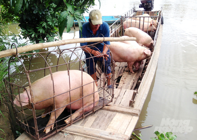 Hiện nay, với tổng đàn heo tăng mạnh và số lượng gia cầm lớn, việc đảm bảo tỷ lệ tiêm phòng vacxin đúng hạn cho tất cả các loài là nhiệm vụ trọng yếu. Ảnh: Lê Hoàng Vũ.