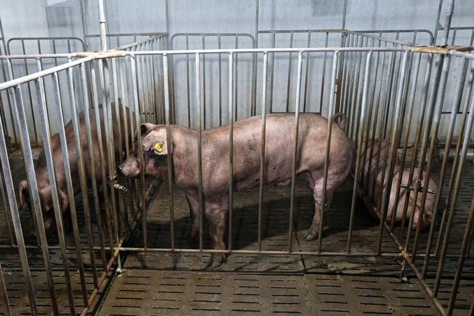 Decoding the African swine fever virus can help farmers detect the disease early. Photo: Tung Dinh.