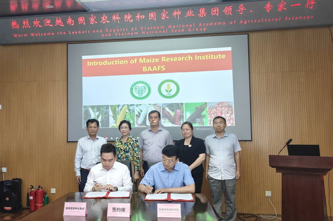 Mr. Nguyen Quang Truong, General Director of Vinaseed (on the left), and Mr. Lo Tuan Hao, Deputy Director of the Beijing Academy of Agricultural and Forestry Sciences, representing the two companies, signed a cooperation agreement.