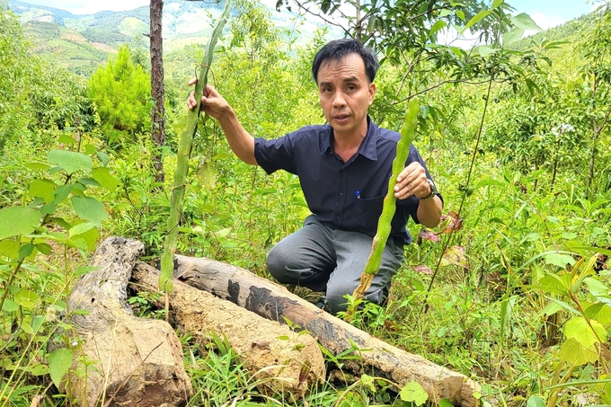 Cây thanh long được trồng trên đất dự án nhằm 'đón' đền bù. Ảnh: Đăng Lâm. 