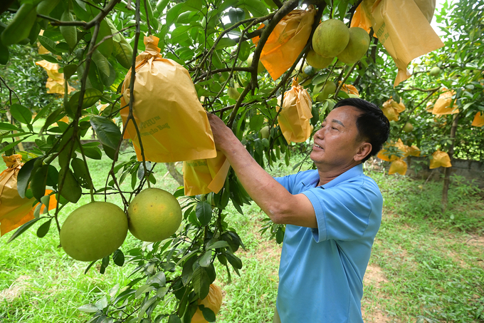 Ông Dương Tất Tính bên vườn bưởi đỏ chuẩn bị xuất khẩu đi Anh. Ảnh: Tùng Đinh.